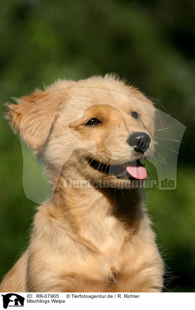 Mischlings Welpe / dog puppy / RR-07965