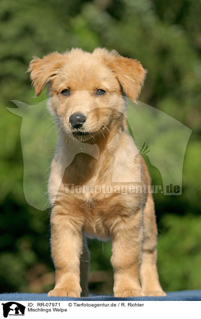 Mischlings Welpe / dog puppy / RR-07971