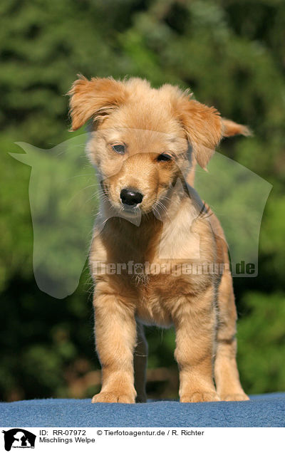 Mischlings Welpe / dog puppy / RR-07972