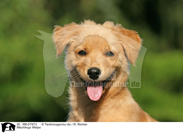 Mischlings Welpe / dog puppy / RR-07973