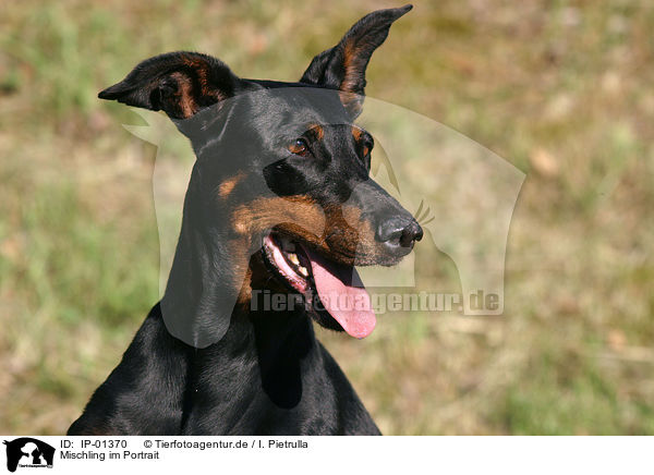 Mischling im Portrait / dog portrait / IP-01370