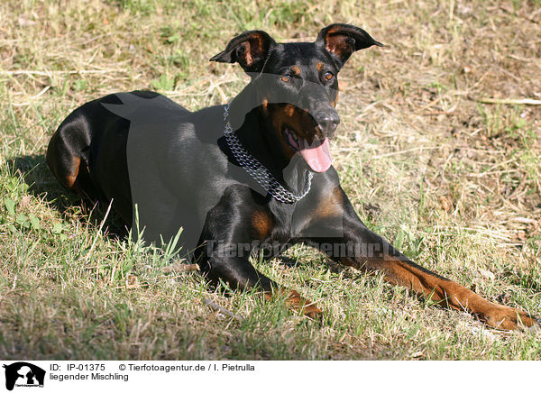 liegender Mischling / lying mongrel / IP-01375