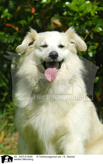 weier Mischling / white dog / SST-01848