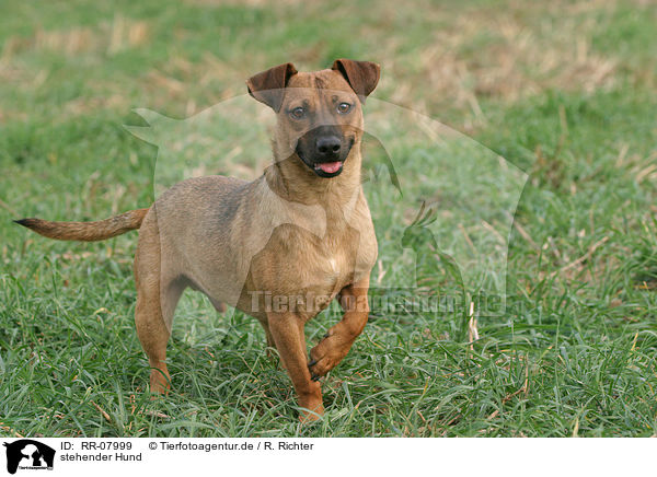 stehender Hund / standing dog / RR-07999