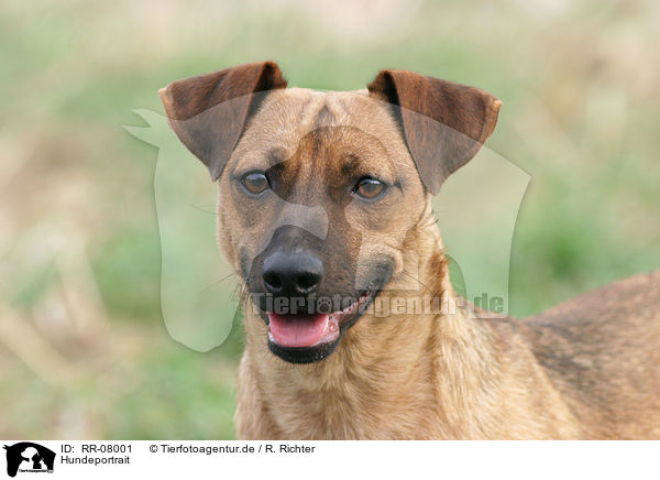 Hundeportrait / dog portrait / RR-08001