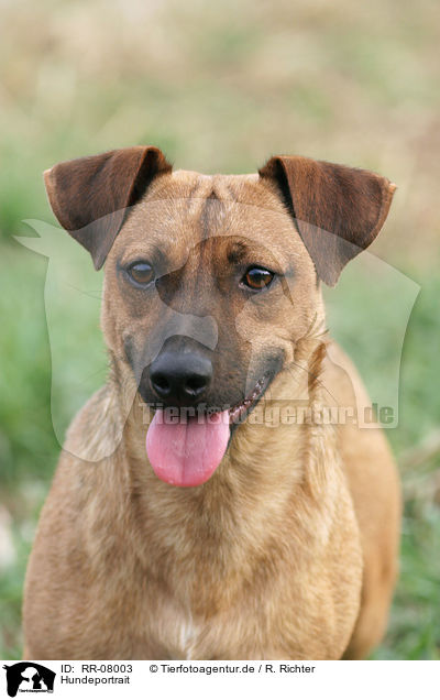 Hundeportrait / dog portrait / RR-08003