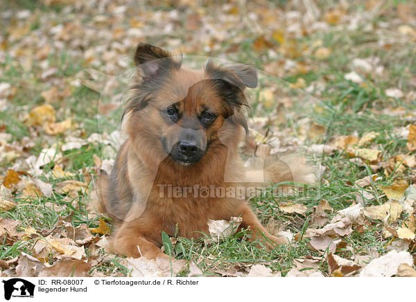 liegender Hund / lying dog / RR-08007