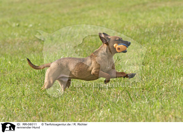 rennender Hund / RR-08011