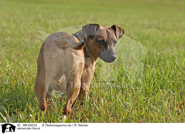 stehender Hund / standing dog / RR-08033