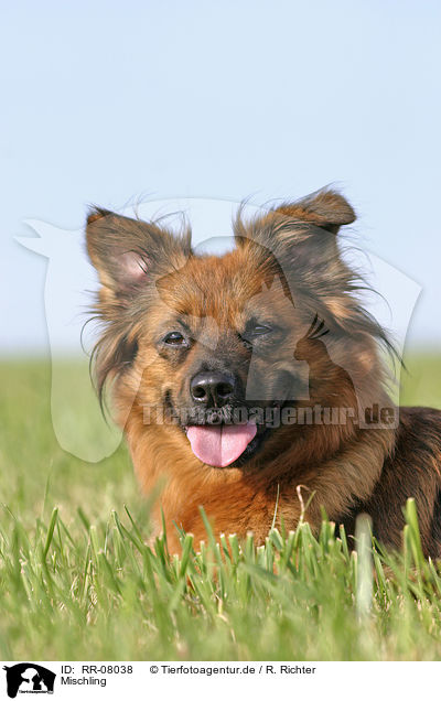 Mischling / mongrel / RR-08038