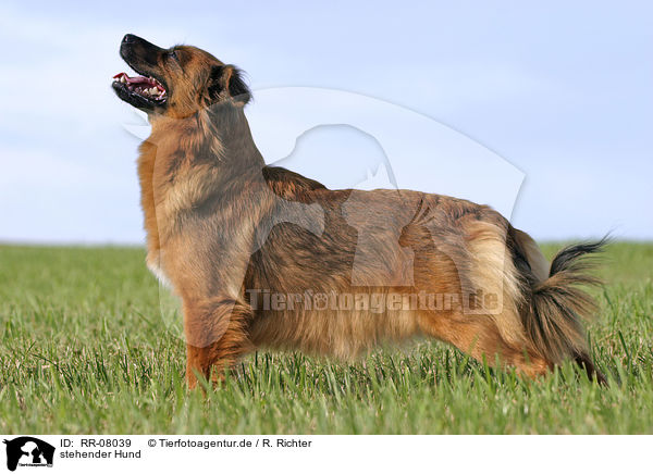 stehender Hund / standing dog / RR-08039