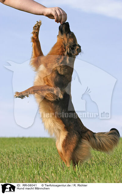 Hund macht Mnnchen / dog / RR-08041