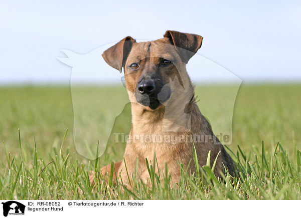 liegender Hund / lying dog / RR-08052