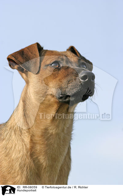 Hundeportrait / dog portrait / RR-08059