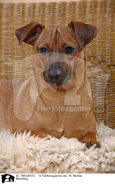 Mischling / mongrel / RR-08472