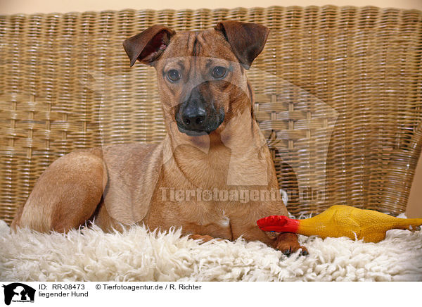 liegender Hund / lying dog / RR-08473