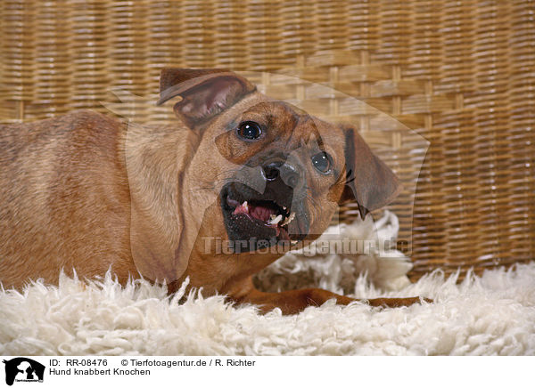 Hund knabbert Knochen / gnawing dog / RR-08476