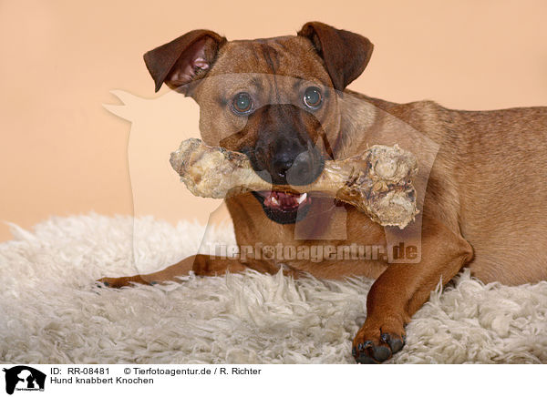 Hund knabbert Knochen / gnawing dog / RR-08481