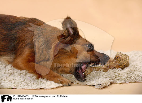 Hund mit Knochen / dog with bone / RR-08485
