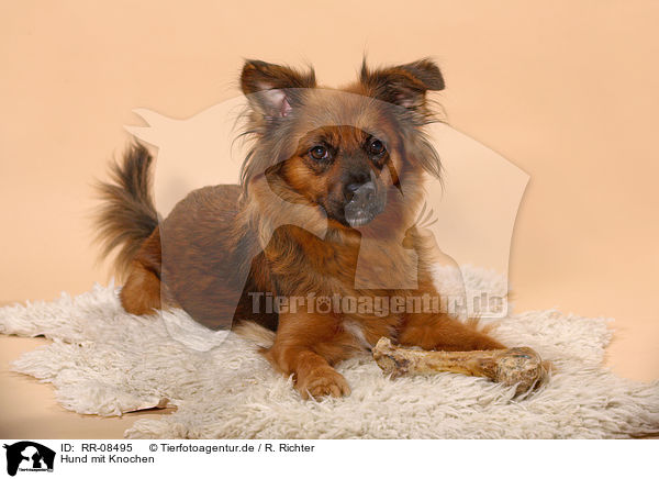Hund mit Knochen / dog with bone / RR-08495