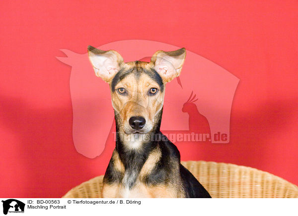 Mischling Portrait / dog head / BD-00563