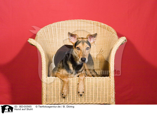 Hund auf Stuhl / dog on chair / BD-00565