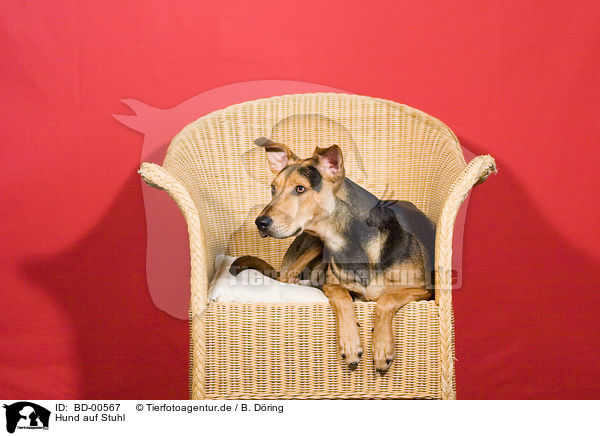 Hund auf Stuhl / dog on chair / BD-00567