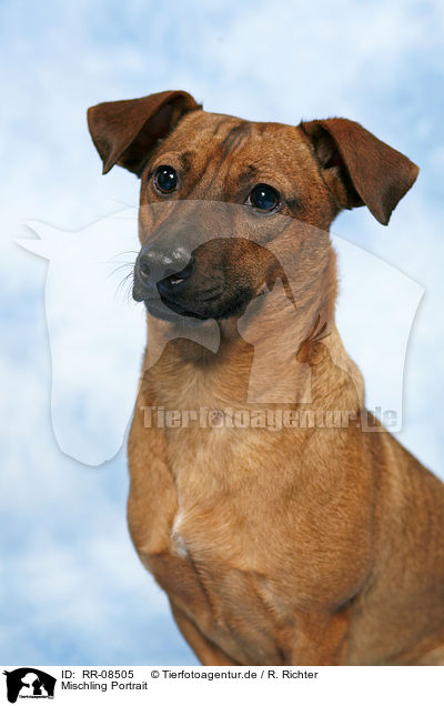 Mischling Portrait / dog portrait / RR-08505