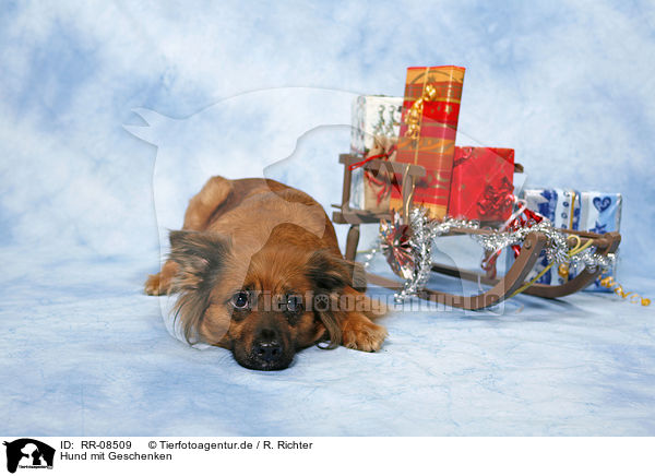 Hund mit Geschenken / dog with gifts / RR-08509