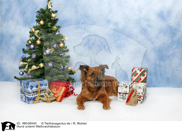 Hund unterm Weihnachtsbaum / dog under christmastree / RR-08540