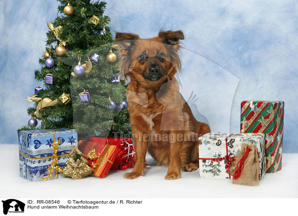 Hund unterm Weihnachtsbaum / dog under christmastree / RR-08546