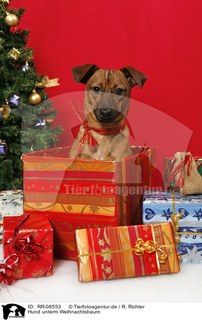 Hund unterm Weihnachtsbaum / dog under christmastree / RR-08553