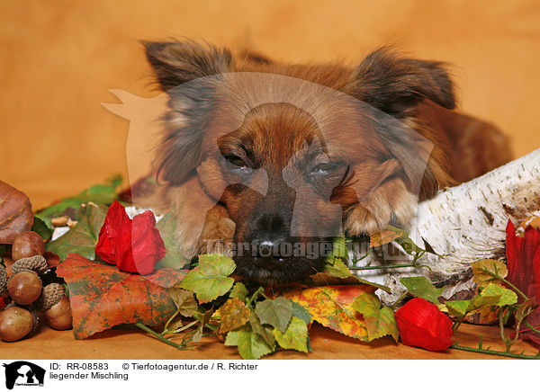 liegender Mischling / lying mongrel / RR-08583