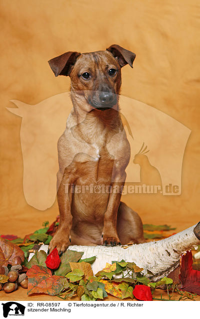 sitzender Mischling / sitting mongrel / RR-08597