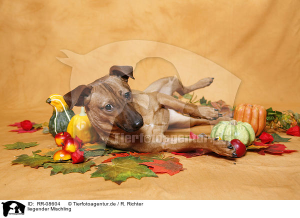 liegender Mischling / lying mongrel / RR-08604