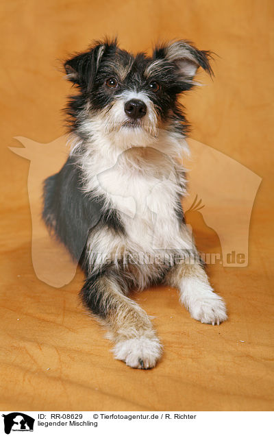 liegender Mischling / lying mongrel / RR-08629