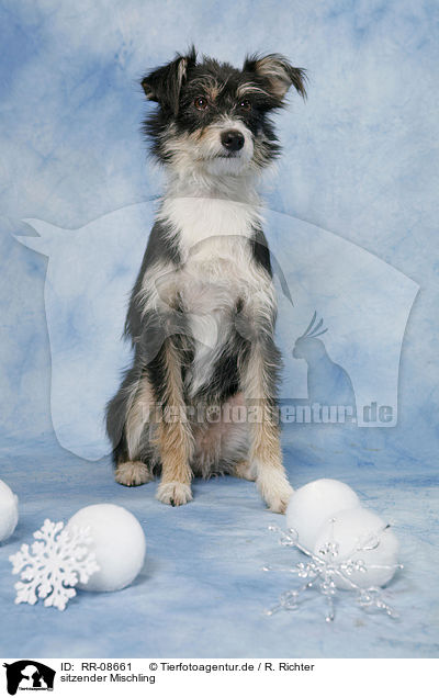 sitzender Mischling / sitting Mongrel / RR-08661