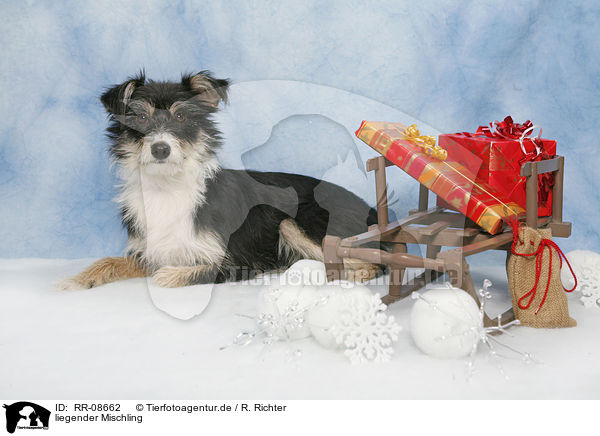liegender Mischling / lying mongrel / RR-08662