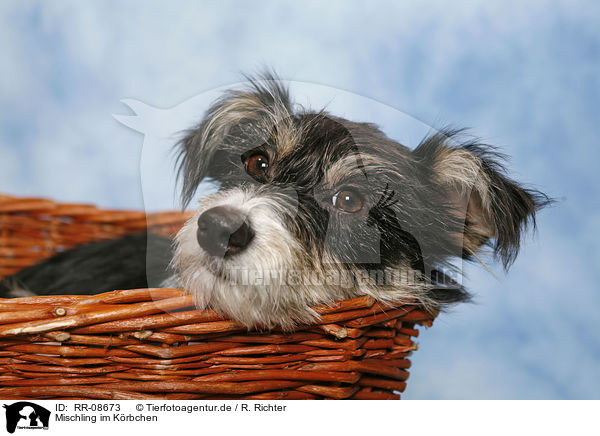 Mischling im Krbchen / dog in basket / RR-08673