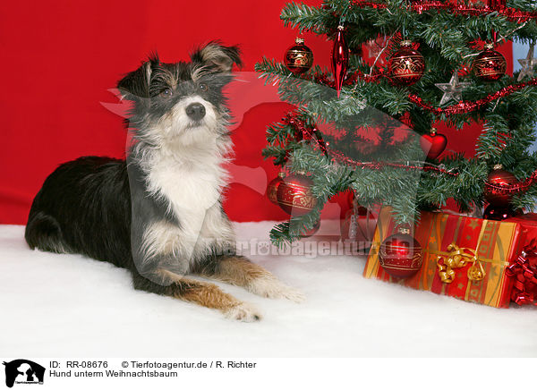 Hund unterm Weihnachtsbaum / dog under christmastree / RR-08676