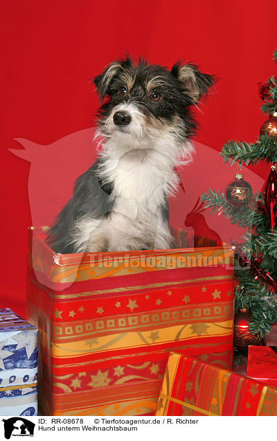 Hund unterm Weihnachtsbaum / dog under christmastree / RR-08678