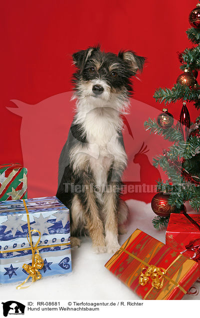 Hund unterm Weihnachtsbaum / dog under christmastree / RR-08681