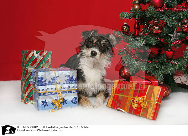 Hund unterm Weihnachtsbaum / dog under christmastree / RR-08682