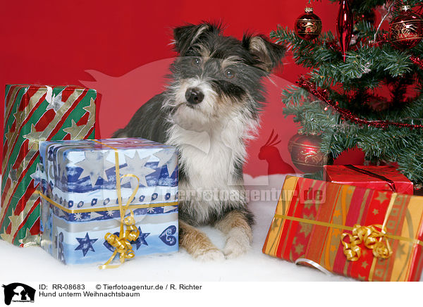 Hund unterm Weihnachtsbaum / dog under christmastree / RR-08683