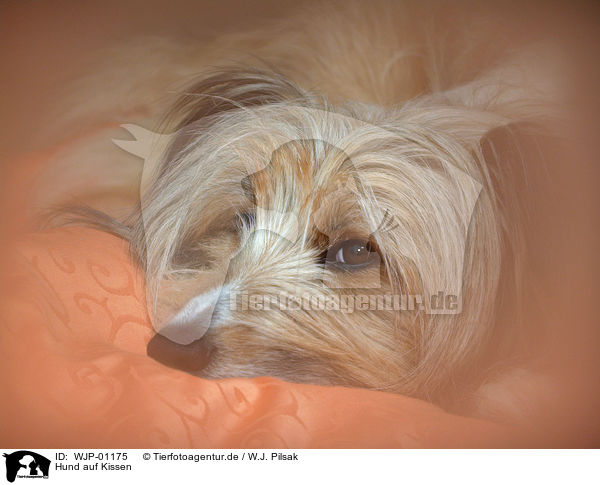 Hund auf Kissen / lying dog / WJP-01175