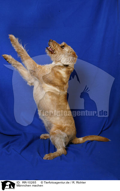 Mnnchen machen / trick Dog / RR-10265