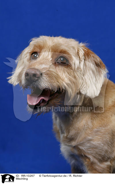 Mischling / dog / RR-10267