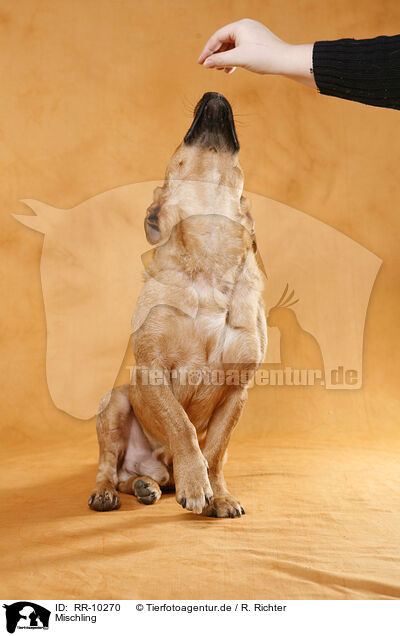 Mischling / dog / RR-10270