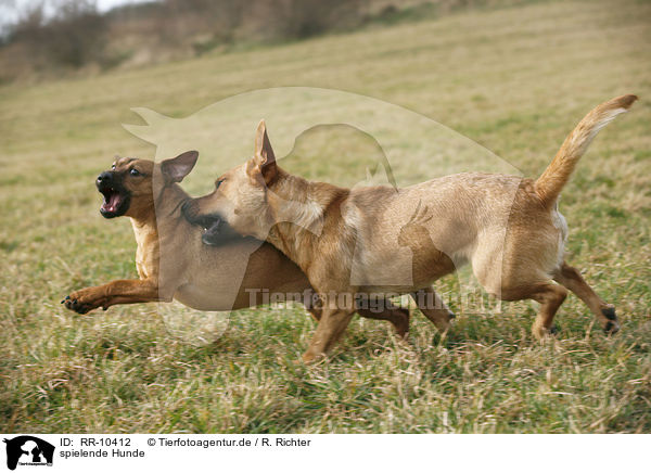 spielende Hunde / RR-10412