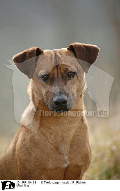 Mischling / dog / RR-10428